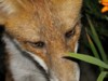 fox cubs