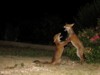 fox cubs