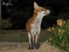 fox cubs