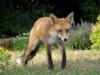 fox cubs