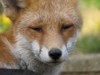 fox cubs