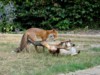 fox cubs