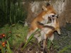 fox cubs
