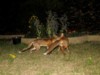 fox cubs