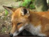 fox cubs