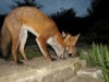 fox cubs