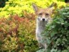 fox cubs