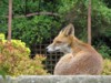fox cubs