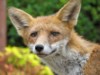fox cubs