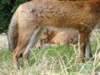 fox cubs