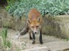 fox cubs