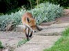fox cubs