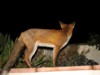 fox cubs