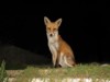 fox cubs