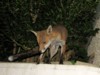 fox cubs