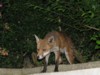 fox cubs