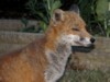 fox cubs