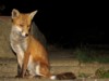 fox cubs