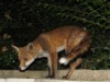 fox cubs