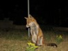 fox cubs