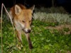 fox cubs