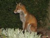 fox cubs