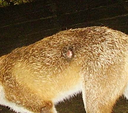Fox cub with wound Fox cub with wound