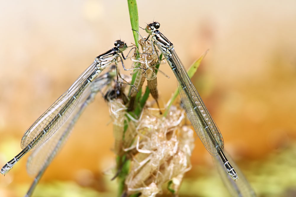 azure_damselfly_1005087395.jpg