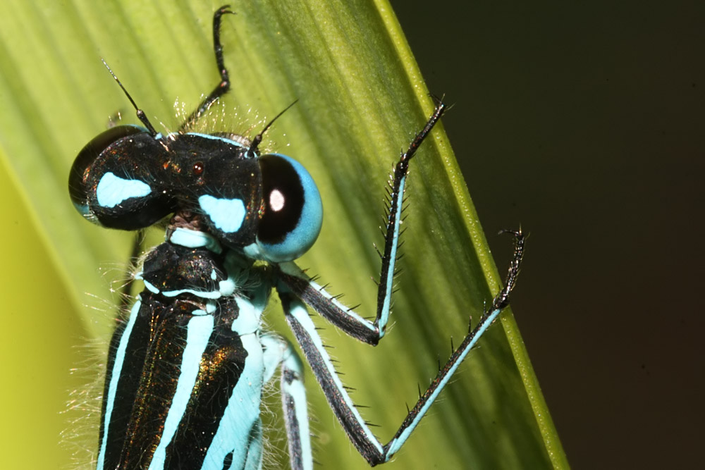 azure_damselfly_2005089200.jpg