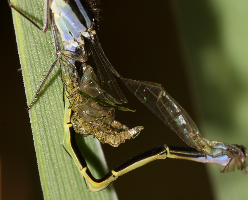 damselfly_emerging_1407093229.jpg