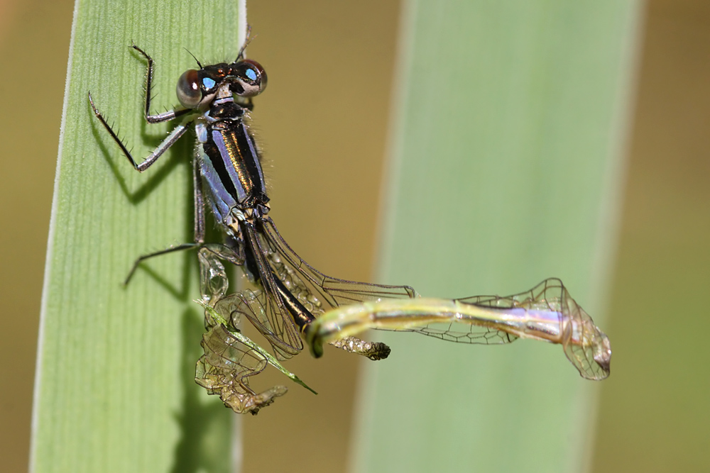 damselfly_emerging_1407093236.jpg