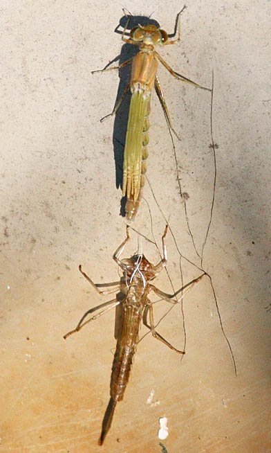 damselfly_exuvia_0705086902_crop.jpg