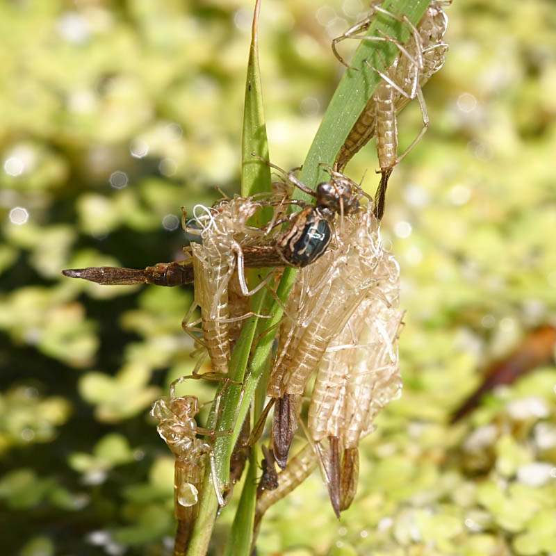 damselfly_exuvia_1005087601.jpg