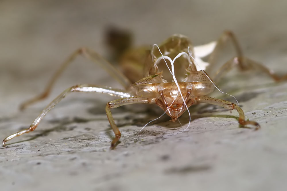 nymph_exuvia_0605086860.jpg