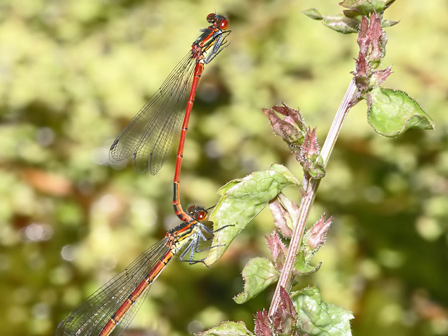 red-damselfly_1005087460.jpg