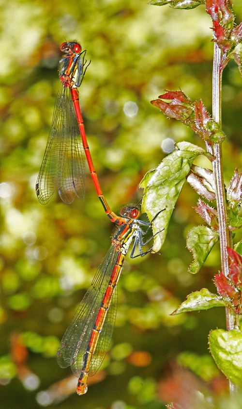 red-damselfly_1005087462_sm.jpg