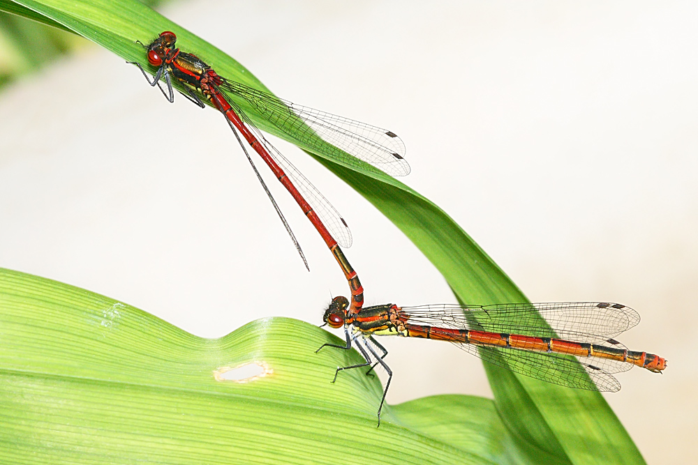 red-damselfly_1005087480.jpg