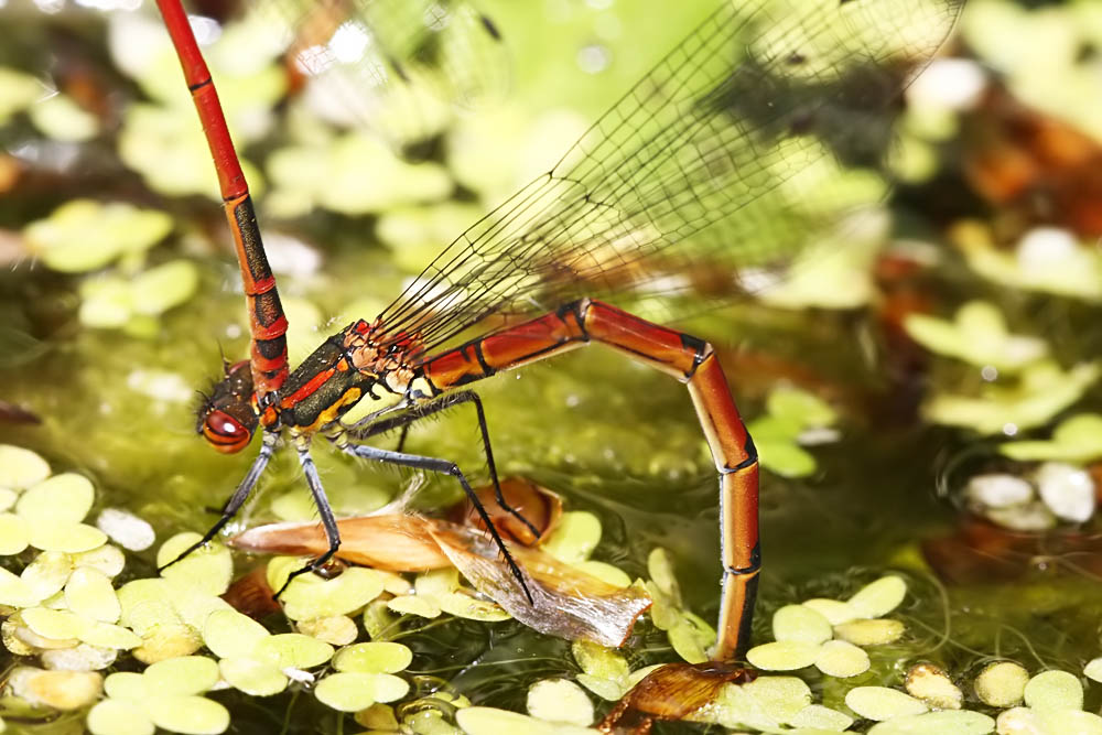 red-damselfly_1005087493.jpg