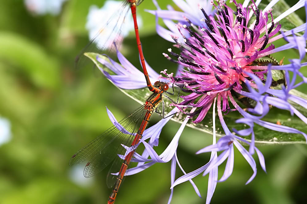 red-damselfly_1005087508.jpg