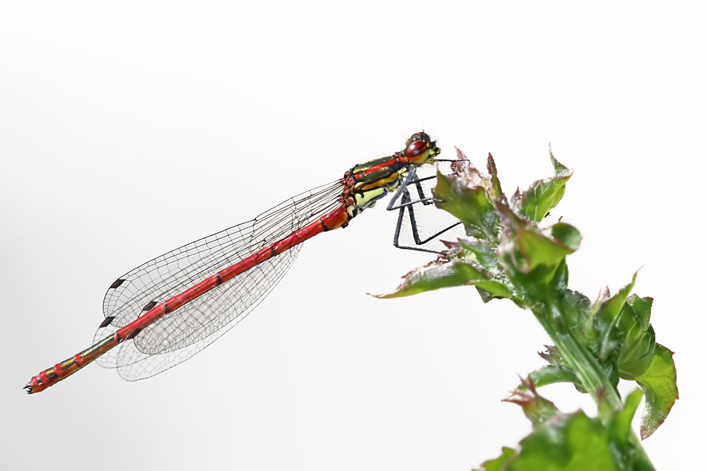 red-damselfly_1005087563.jpg