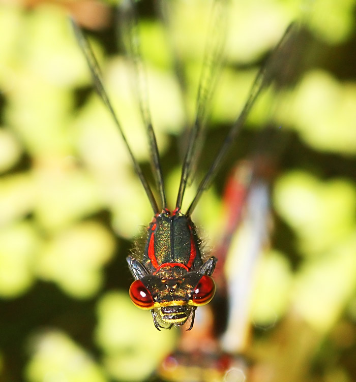 red-damselfly_1805088813.jpg