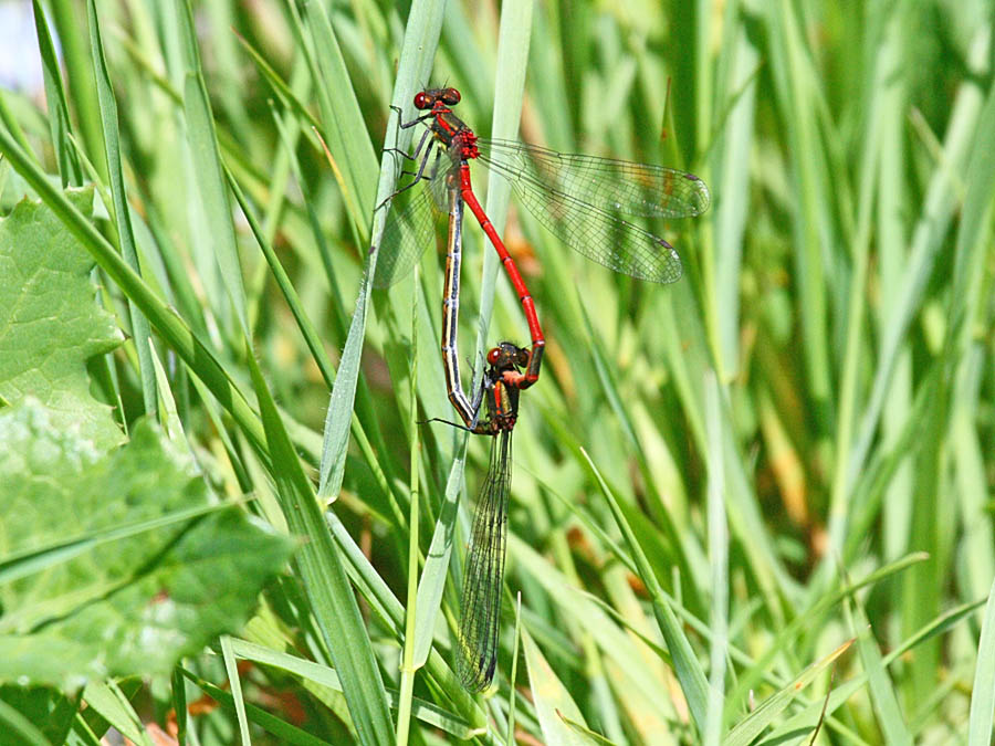 red-damselfly_mating_1805088771.jpg