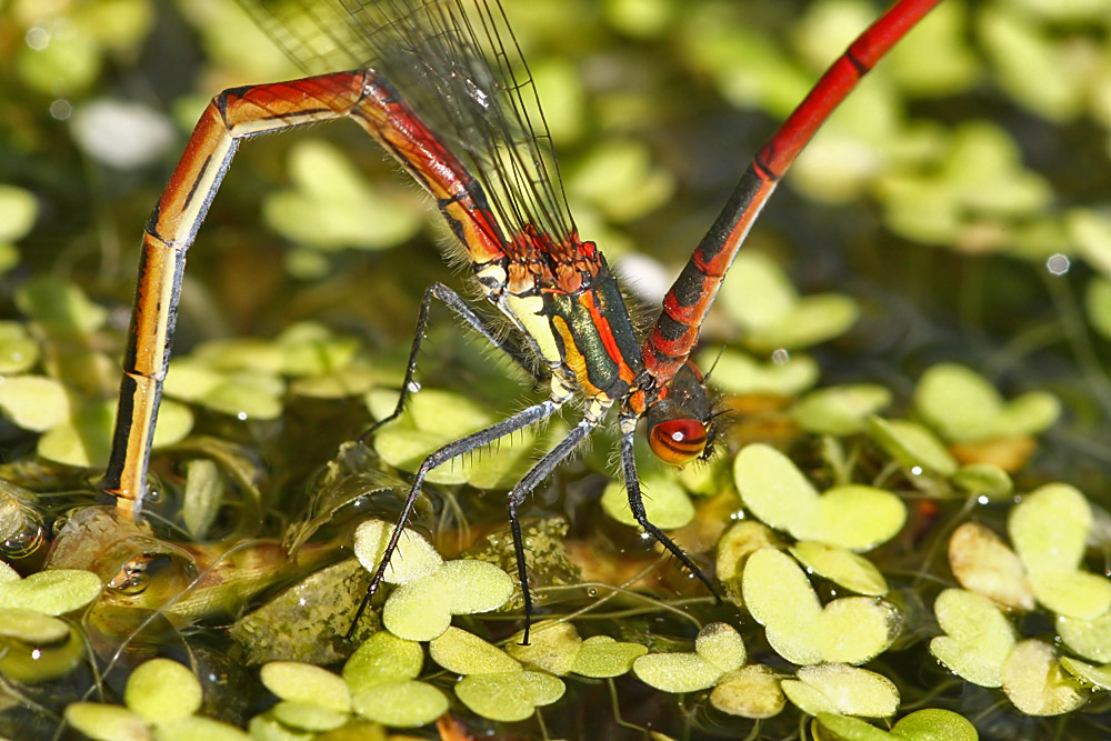 red_damselfly_ovipositing_1805088857.jpg