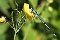 azure_damselfly_1805088941