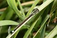 bluetailed_damselfly_2005089134