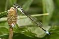 bluetailed_damselfly_2005089142