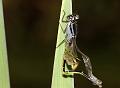 damselfly_emerging_1407093228