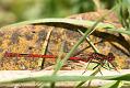 red-damselfly_1805088797