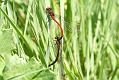 red-damselfly_mating_1805088794