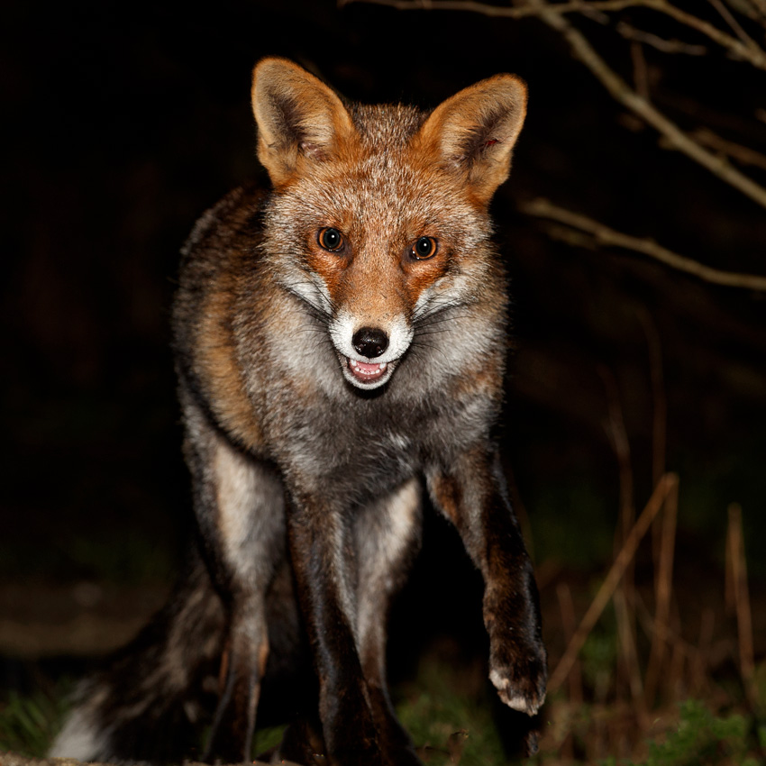0101190101195510.jpg - Wolfy at night